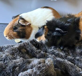 Rescue Guinea Pig Guinea Pigs for Adoption in Beaverton, Oregon - Izzy And Belle | PetCurious
